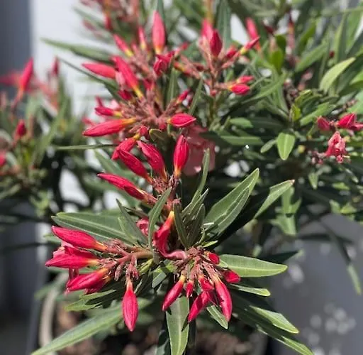 公寓 Bueschem Wohlfuehlparadies 林德拉